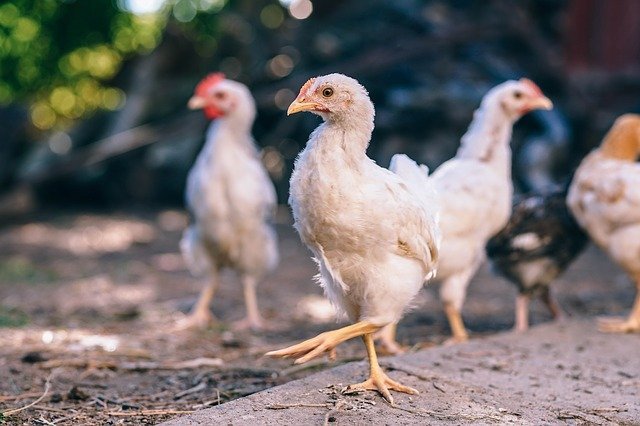 galinheiro com galinha branca