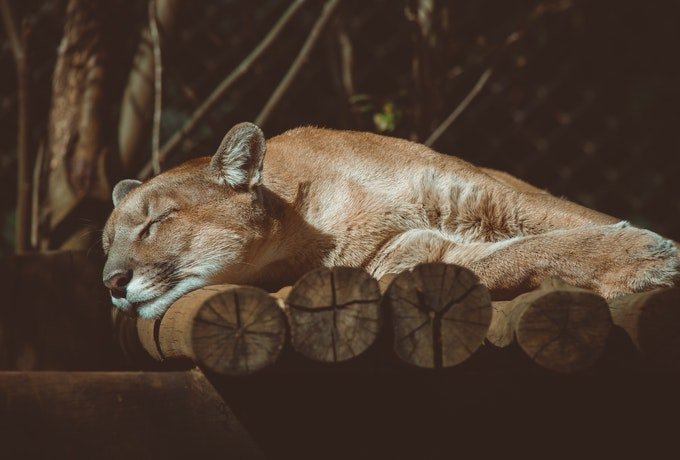 sonhar-com-puma-dormindo