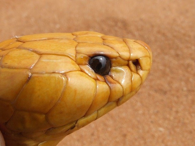 sonhar com cobra naja