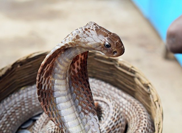 sonhar com cobra naja