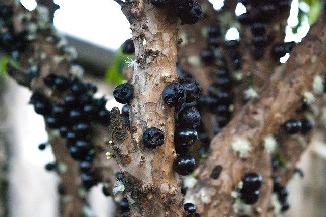 sonhar com pe de jabuticaba