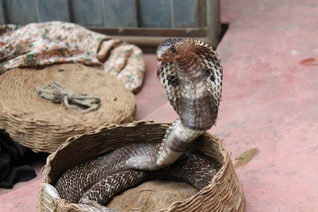  Cobra naja dentro de uma cesta