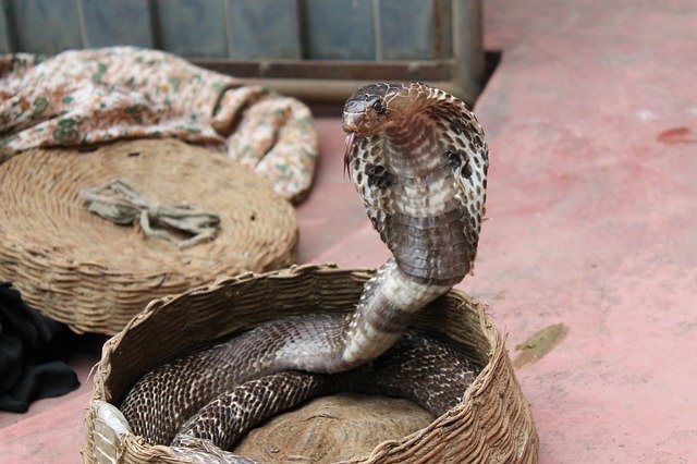 Significado de sonhar com cobra naja. Veja se há o que temer