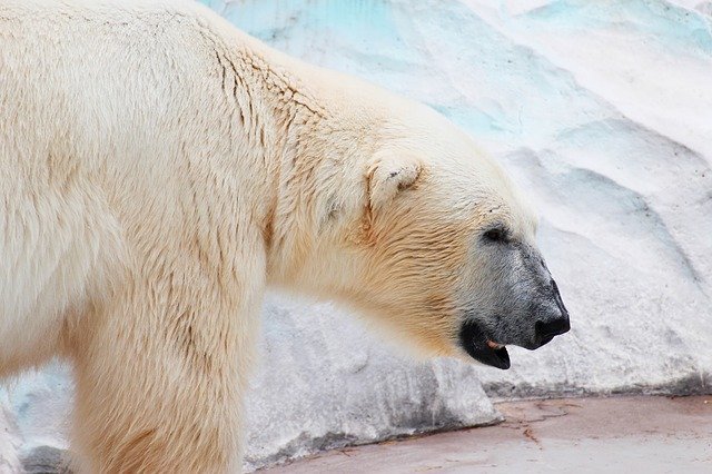 sonhar com urso polar