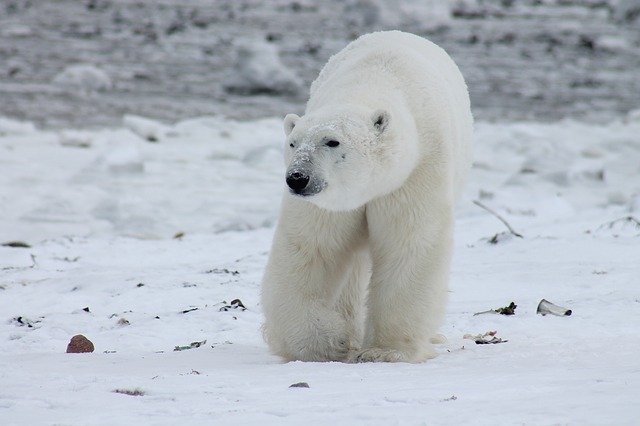 sonhar com urso polar