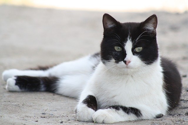 sonhar com gato preto e branco