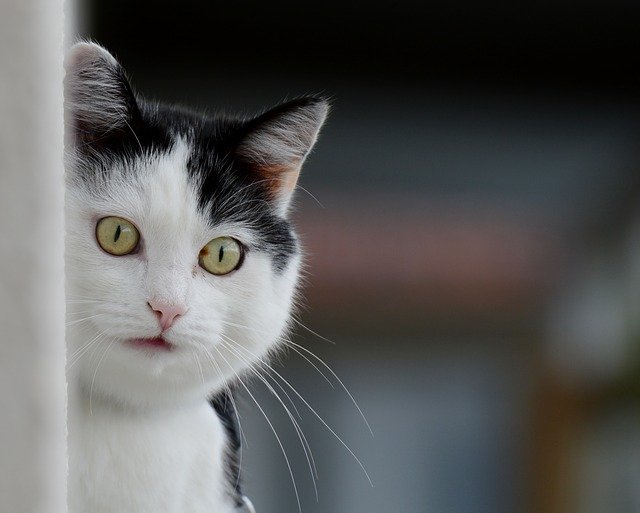 sonhar com gato preto e branco