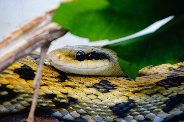 sonhar com cobra amarela e preta