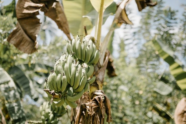  bananeira no quintal no sonho