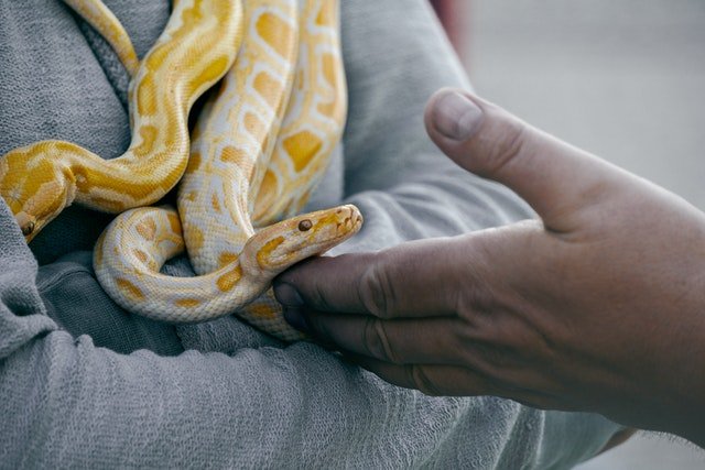 sonhar com cobra enrolada no pescoco