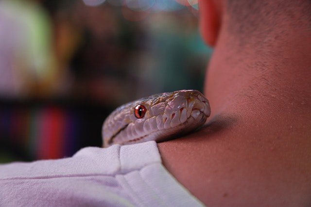 sonhar com cobra enrolada no pescoco