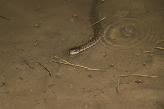 sonhar com cobra na agua