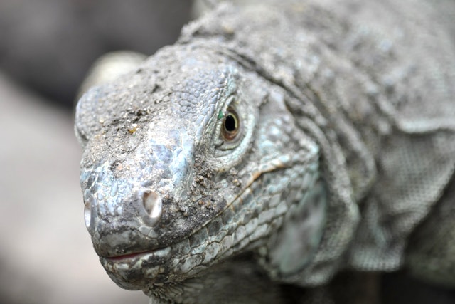 sonhar com dragao de komodo