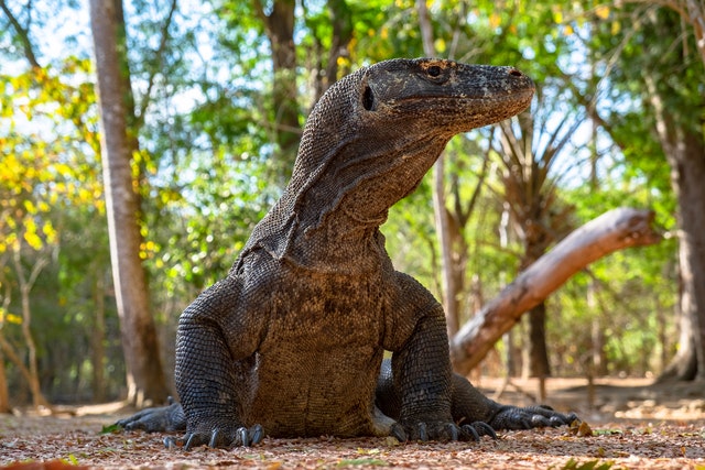 sonhar com dragao de komodo