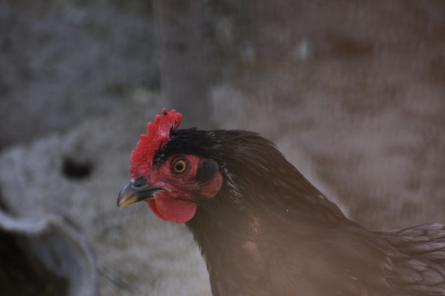 sonhar galinha preta macumba