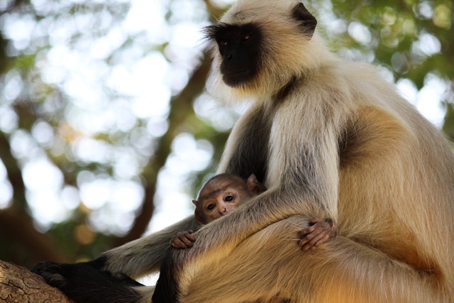 Sonhar com Macaco no Jogo do Bicho