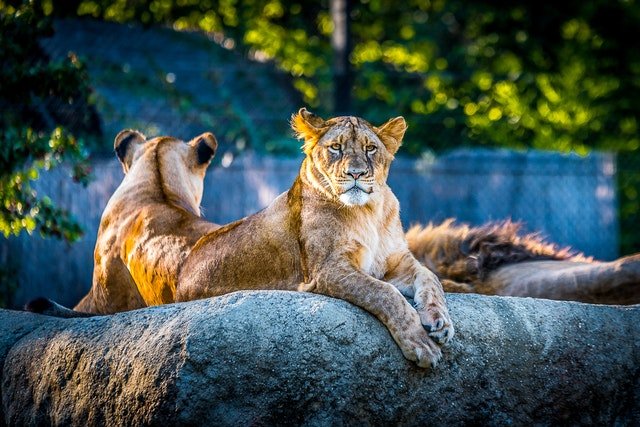 o que significa sonhar com animais
