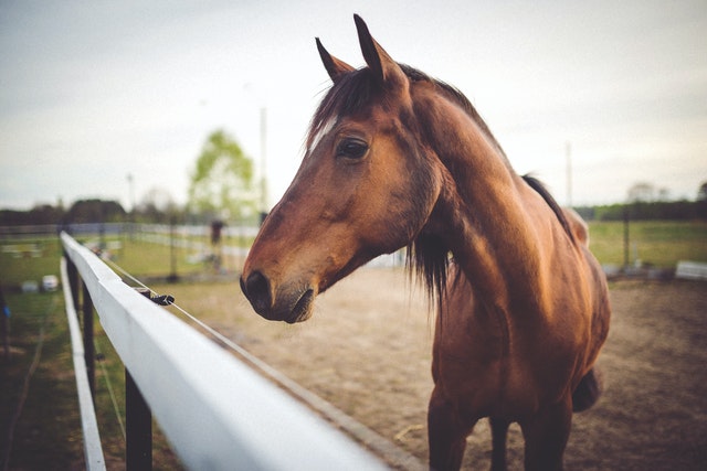 ▷ Sonhar Com Cavalo - É Sorte No Jogo Do Bicho? 