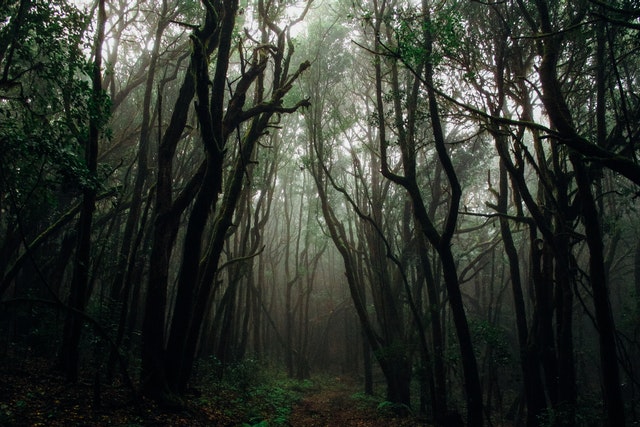 sonhar com floresta