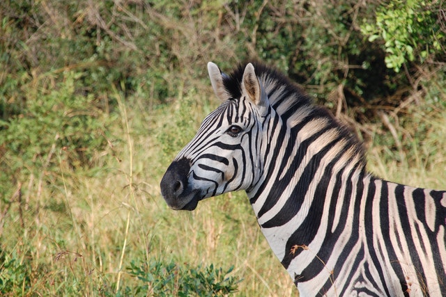 sonhar com zebra