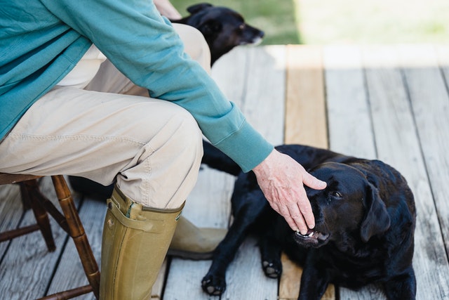  o que significa sonhar com cachorro