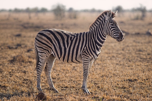  o que significa 
sonhar com zebra