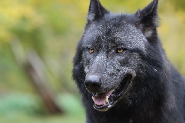 significado de sonhar com lobo 