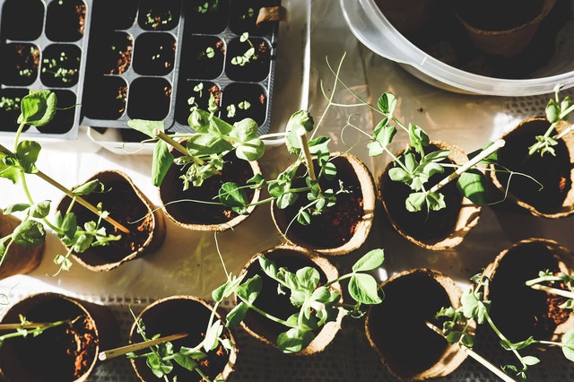 sonhar com terra preta e plantas