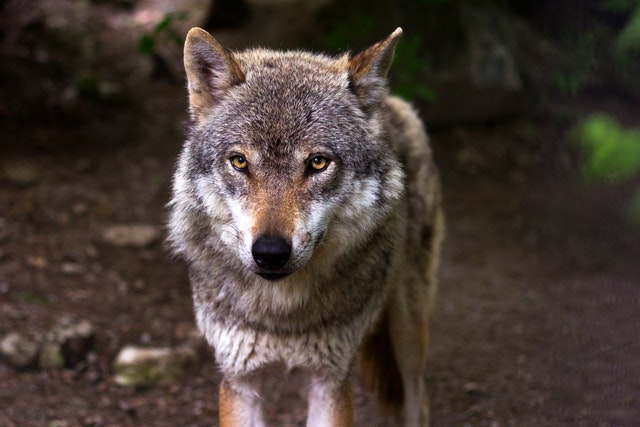 sonhar com lobo