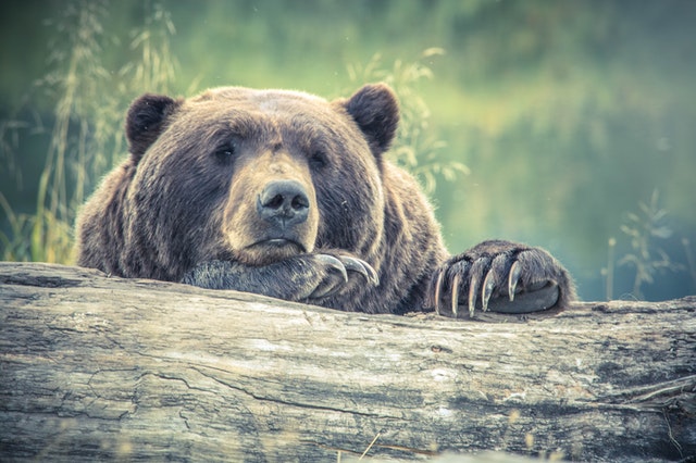 sonhar com urso atacando