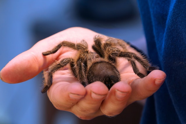 sonhar com aranha o que pode significar