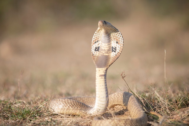 sonhar com cobra atacando