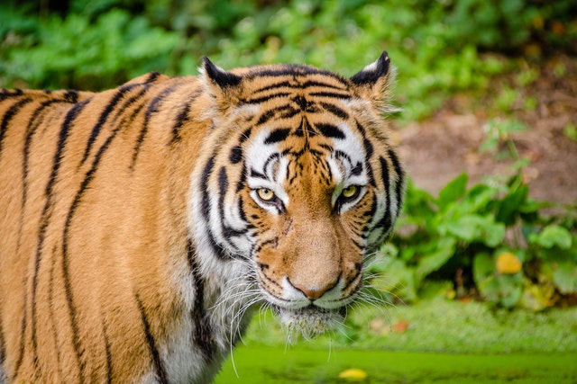 sonhar com tigre atacando o que significa  no jogo do bicho