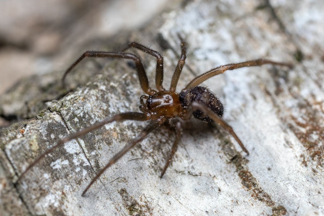 sonhar com aranha