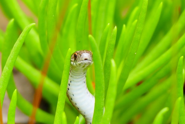 sonhar com cobra atacando