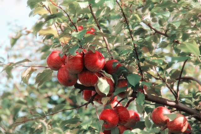 sonhar com arvores ode fruto o que significa