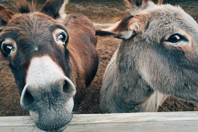 sonhar com burro no jogo do bicho