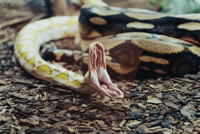 sonhar com cobra a dar o bote