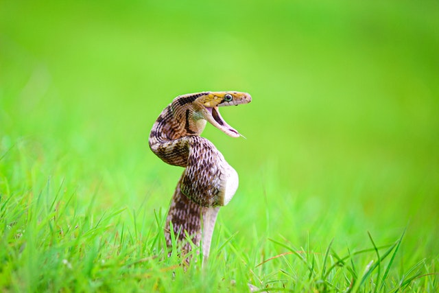 sonhar com cobra a dar o bote