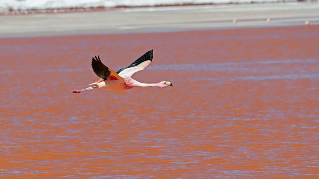 sonhar-com-flamingo-voando