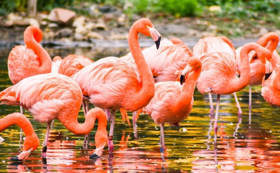 sonhar-com-flamingo-significado-dos-sonhos