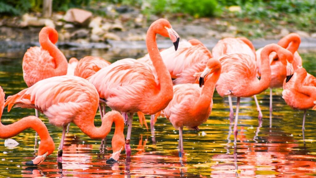 sonhar-com-flamingo-indica-sorte-ou-azar-no-amor