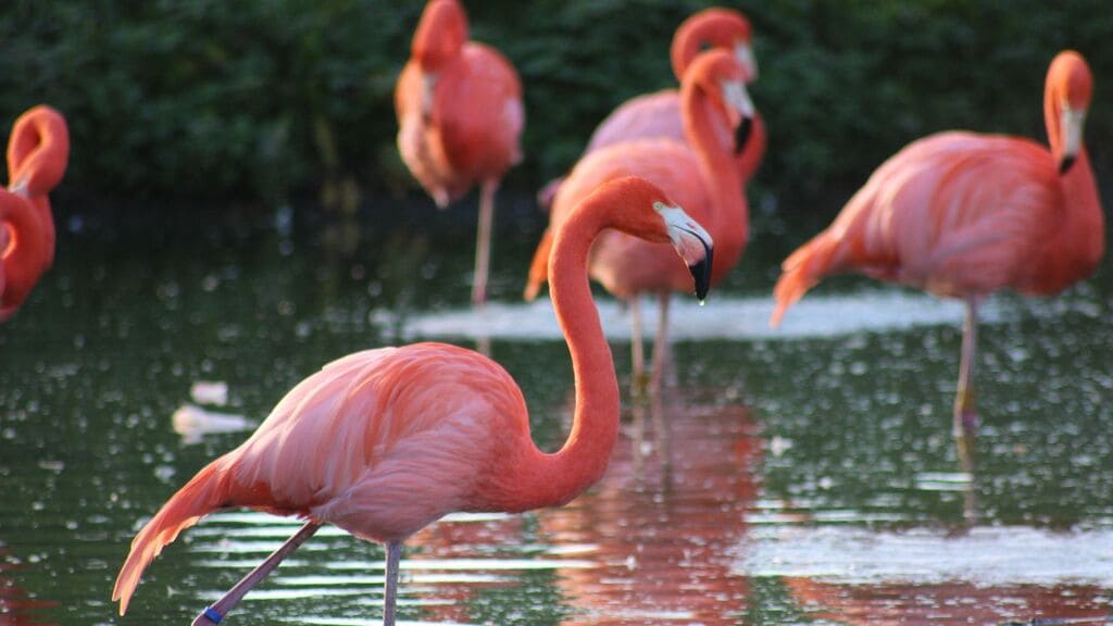 sonhar-com-flamingo