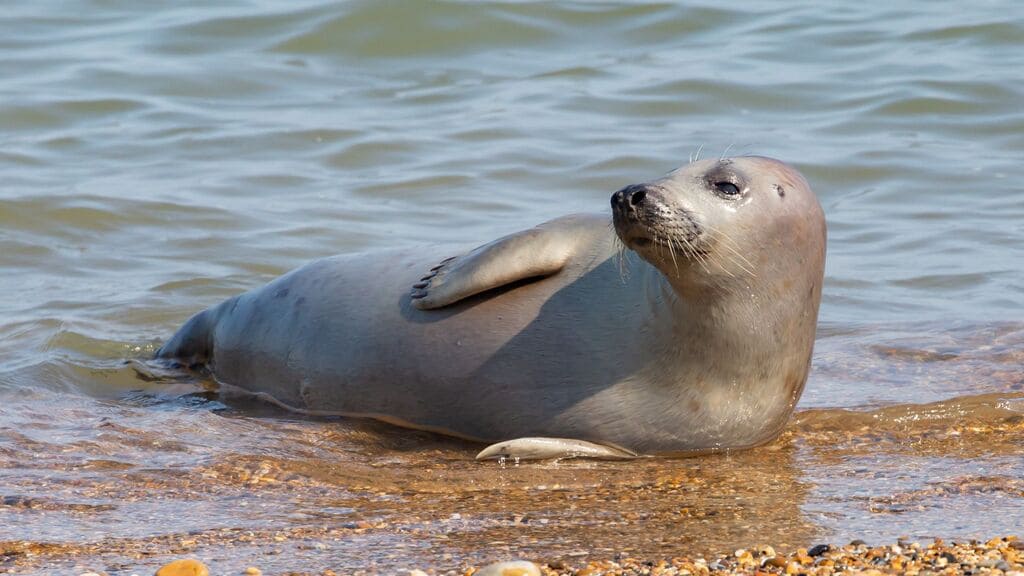 sonhar-com-foca