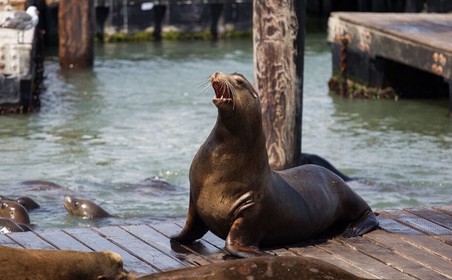 sonhar-com-foca-o-que-significa