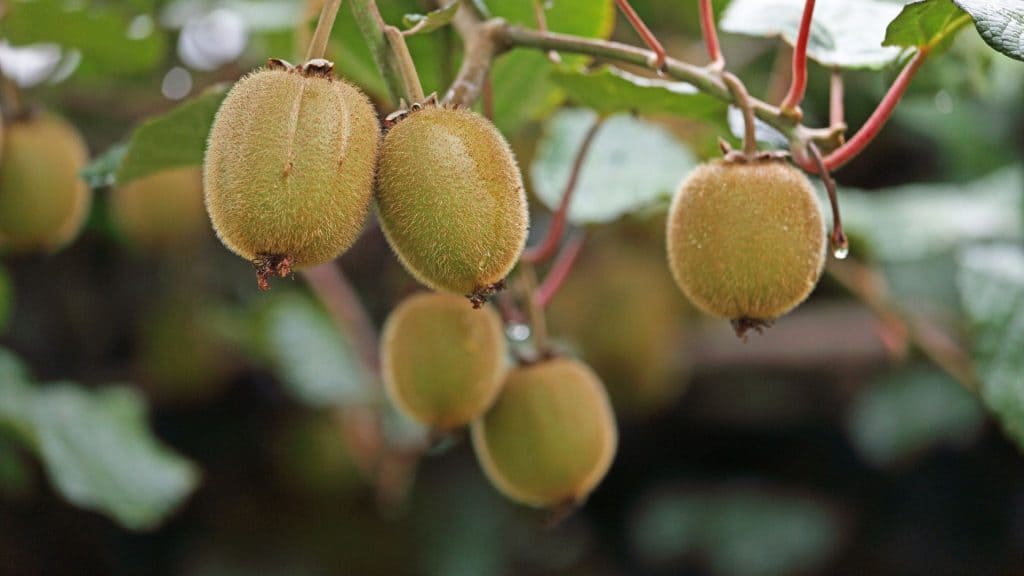 sonhar-com-kiwi-o-que-significa