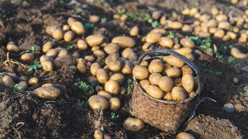 significado-sonhar-com-batatas-e-terra