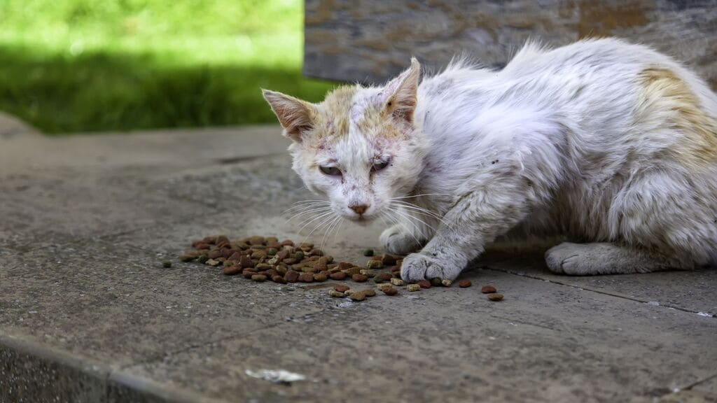 sonhar-com-filhote-de-gato-doente