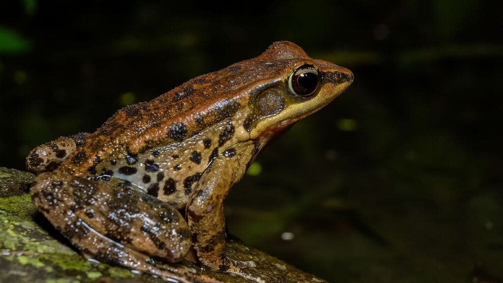 O que significa sonhar com sapo? Significado Evangélico